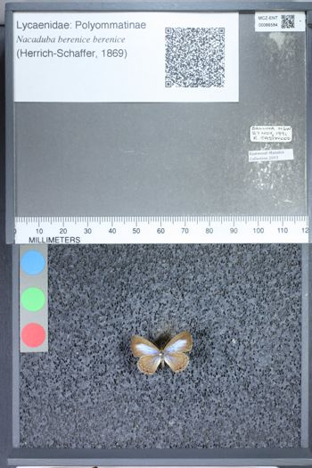 Media type: image;   Entomology 66584